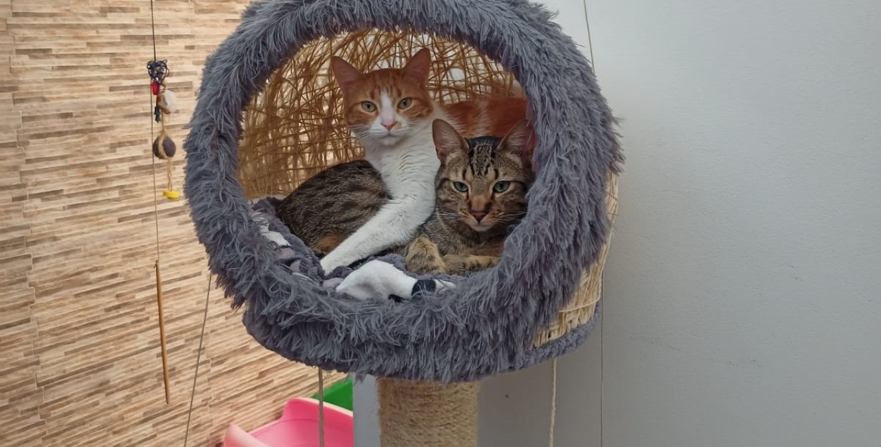 Beneficios de tener Gimnasios y rascadores para Gatos en Casa